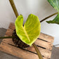 Alocasia - 4 Live Starter Plants in 2 Inch Pots - Alocasia - Florist Quality Air Purifying Indoor Plant - Nature&