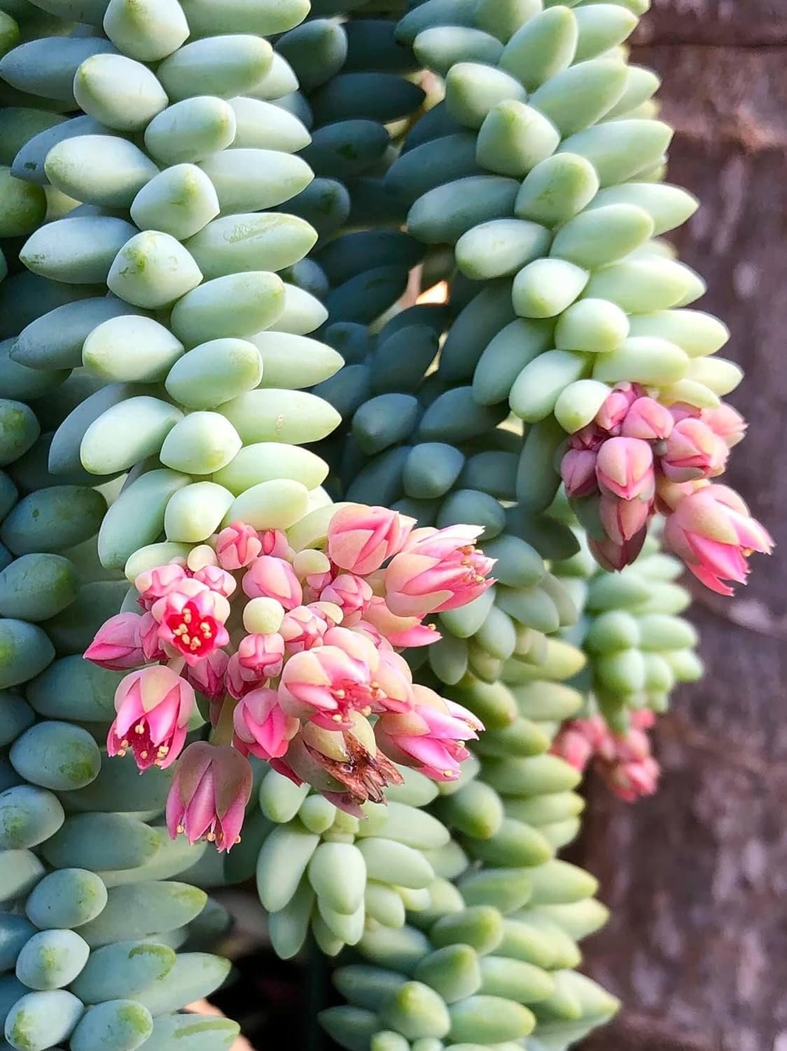 donkey tail succulent for sale Burro's Tail Hanging Basket - Live Plant in a 4 Inch Hanging Basket - Sedum Morganianum