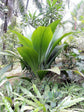 Joey Palm - Live Plant in a 1 Gallon Pot - Johannesteijsmannia Altifrons - Extremely Rare Ornamental Palms of Florida