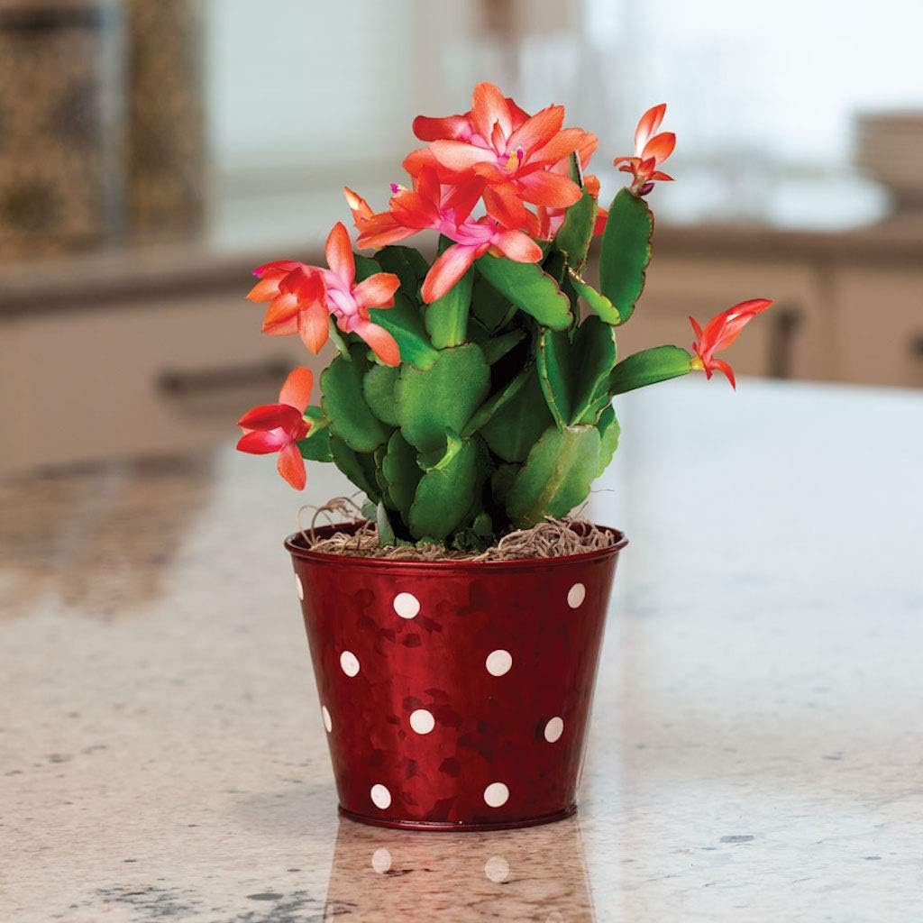 live plant christmas / thanksgiving cactus schlumbergera succulent red flower Christmas Cactus - Live Plants in 4 Inch Pots