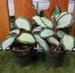 Calathea Prayer Plant - Live Plant in a 2 Inch Pot - Starter Plants - Beautiful and Elegant Easy Care Indoor Houseplants from The Nursery