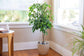 Ficus Tree - Live Starter Plants in 2 Inch Pots - Stunning Easy Care Interior Houseplant