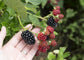 Blackberry Plant - Live Plants in 2 Inch Pots - Rubus - Fruit Trees for The Patio and Garden