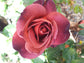 Hot Cocoa Rose Bush - Live Starter Plants in 4 Inch Pots - Beautifully Fragrant Rose from Florida - A Versatile Beauty with a Rich Fragrance