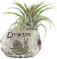 Zen Harmony Air Plant Set - Live Air Plants in Decorative Pots - Hope | Dream | Imagine - Cactus | Succulent | Air Plant - A Symbol of Serenity and Natural Beauty (3 Pack)