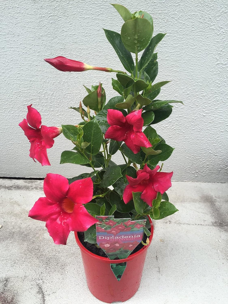 dipladenia plant indoors Red Dipladenia Plant - Live Plants in 6 Inch Pots - Beautiful Flowering Easy Care Vine