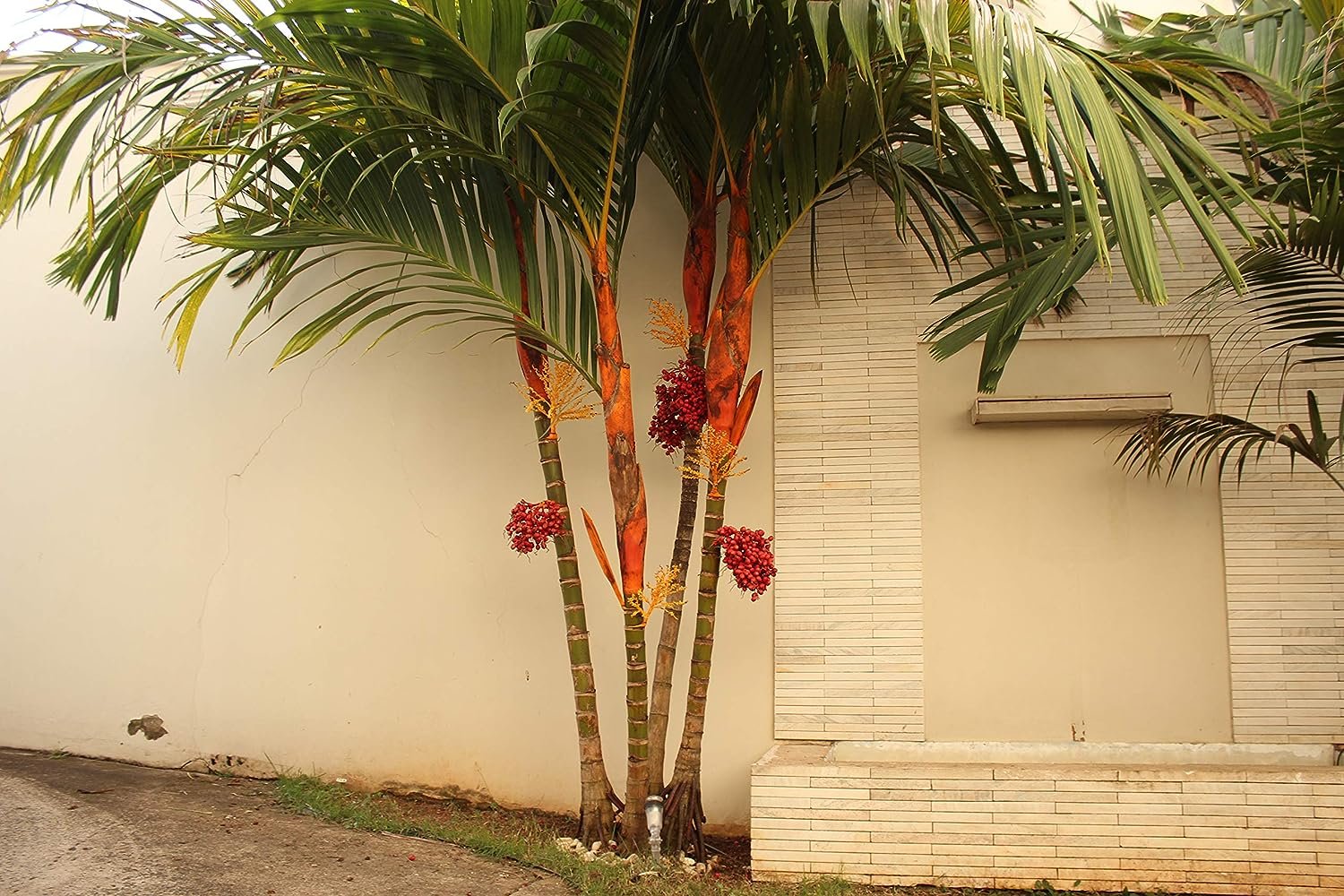 areca vestiaria red palm Wekiva Foliage Orange Crownshaft Palm Tree-Live Plant in a 10 in. Pot-Areca Vestiaria-Extremely Rare Ornamental Palms
