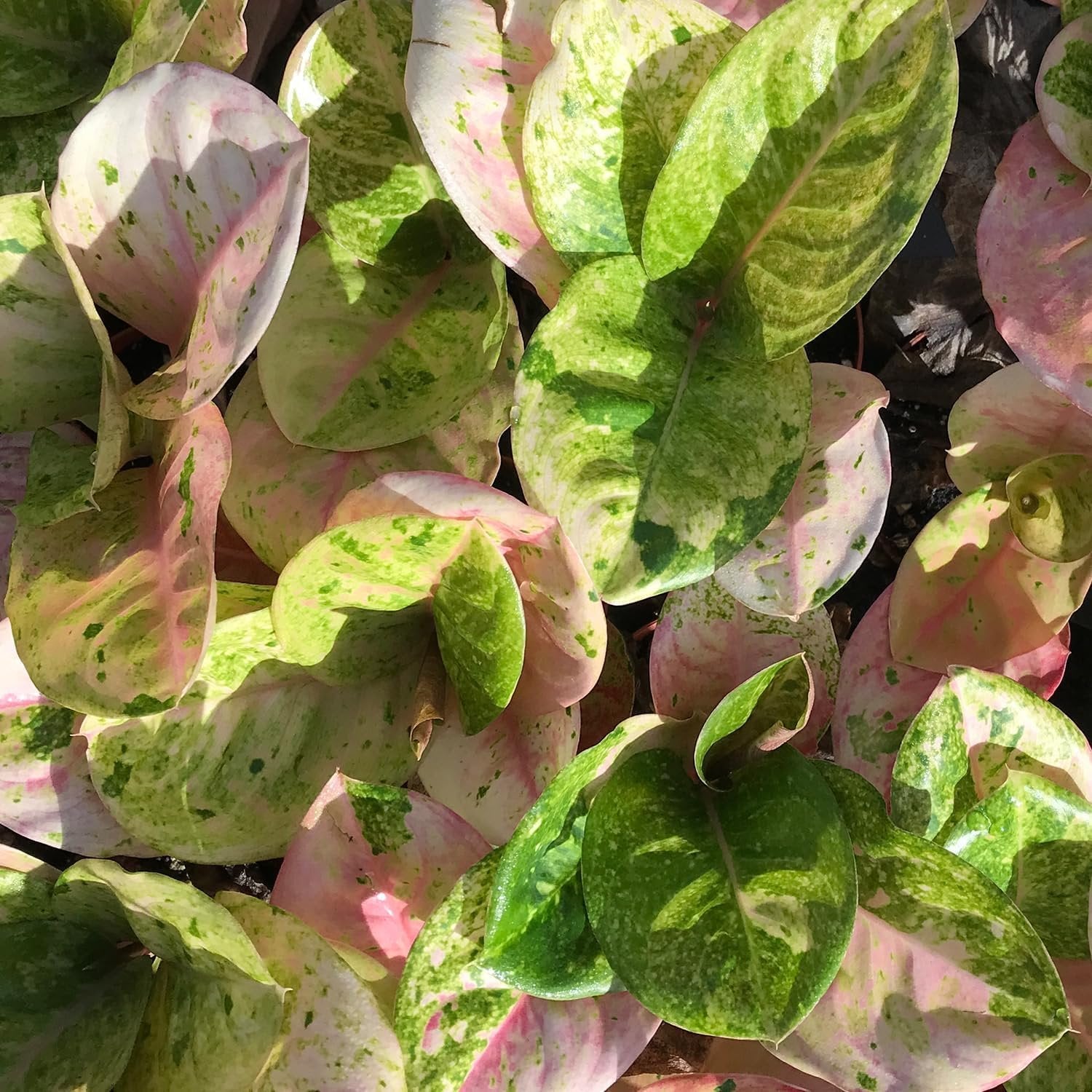 aglaonema rainbow Rainbow Aglaonema - Live Plant in a 4 Inch Pot