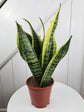 Snake Plant - Live Plant in a 4 Inch Pot - Sansevieria Superba - Beautiful and Elegant Easy Care Indoor Houseplants