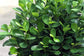 Dianiella Ficus Weeping Fig Standard Single Trunk - Live Plant in an 10 Inch Growers Pot - Ficus Benjamina Daniella - Large Ornamental Interior Tree