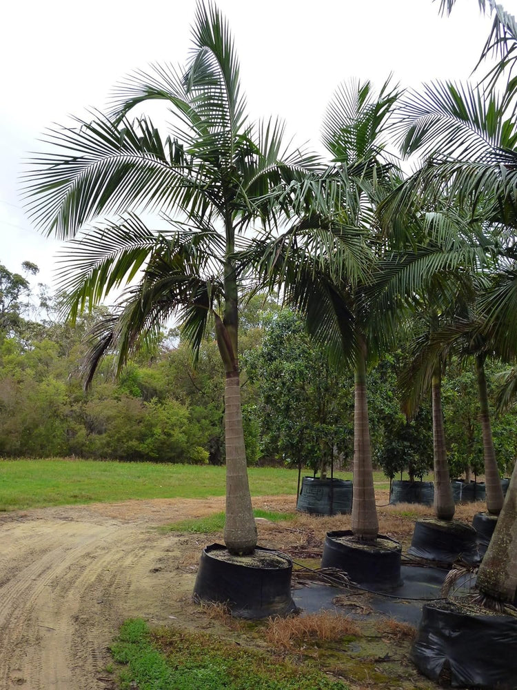 king palm planting King Palm - Live Plant in a 3 Gallon Growers Pot