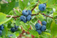 Patio Fruit Plant Variety Pack - 4 Live Starter Plants - One Each of Fig Tree, Blueberry, Pineapple, and Pomegranate - Starter Plants for Your Edible Garden