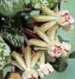 Hoya Curtisii - Live Plants in 4 Inch Pots - Hoya Carnosa &