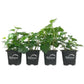 Green English Ivy - Live Plants in 3 Inch Pots - Hedera Helix - Beautiful Easy Care Indoor Air Purifying Houseplant Vine