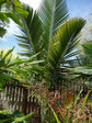 Tindea Palm - Live Plants in 4 Inch Growers Pots - Kentiopsis Oliviformis - Extremely Rare Ornamental Palms of Florida