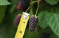 Blackberry Plant - Live Plants in 2 Inch Pots - Rubus - Fruit Trees for The Patio and Garden
