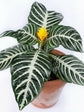 Zebra Plant - 3 Live Plants in 6 Inch Pots - Aphelandra Squarrosa &