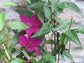 Clematis Ruutel - Live Plants in 4 Inch Growers Pots - Clematis &