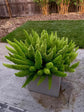 Fox Tail Fern Plant - Live Plants in 4 Inch Pots - Asparagus Densiflorus - Beautiful Indoor Air Purifying Fern Easy Care