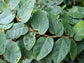Ficus Tree - Live Starter Plants in 2 Inch Pots - Stunning Easy Care Interior Houseplant