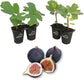 Fig Tree - 4 Live Starter Plants - Ficus Carica - Edible Fruit Tree for The Patio and Garden