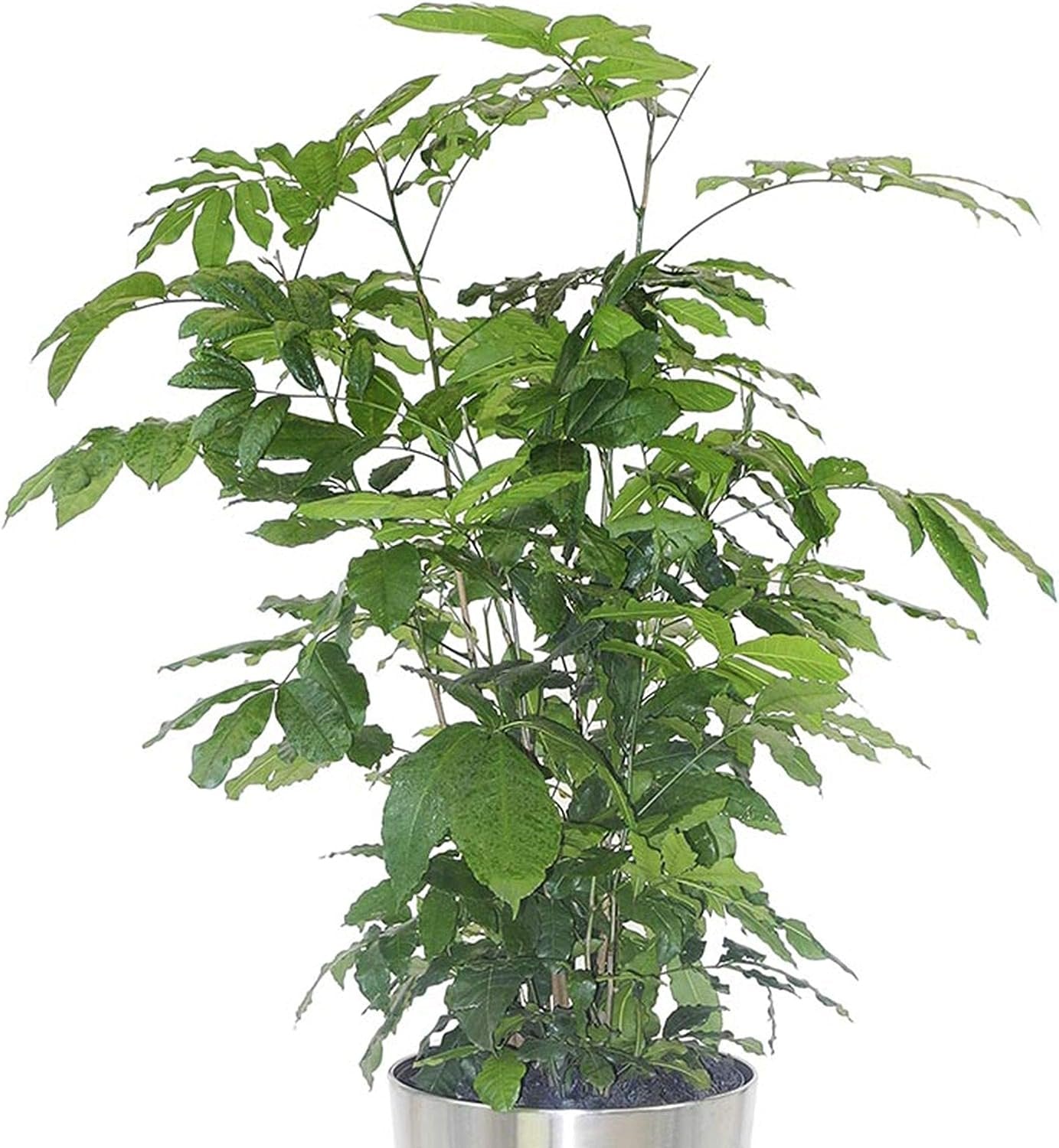 natal mahogany tree indoor plant Natal Mahogany - Live Plant in an 10 Inch Growers Pot -Trichilia Dregeana