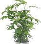 Natal Mahogany - Live Plant in an 10 Inch Growers Pot -Trichilia Dregeana - Low Light Interior Houseplant