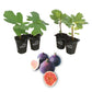 Fig Tree - 4 Live Starter Plants - Ficus Carica - Edible Fruit Tree for The Patio and Garden
