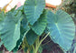 Colocasia Elephant Ear Plant - 4 Live Starter Plants - Colocasia Esculenta - Beautiful Large Leaf Foliage Starter Multipack