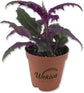 Royal Red and Purple Variety Pack - 4 Live Starter Plants in 2 Inch Pots - Beautiful Rare Purple and Red Houseplants