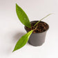Hoya - Live Plant in a 2 Inch Pot - Indoor Houseplants Straight from The Nursery