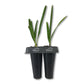 Green Saw Palmetto - Live Starter Plants in 2 Inch Pots - Serenoa Repens ‘Green’ - Native Ornamental Palms from Florida