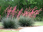 Red Yucca - Live Plants in 6 Inch Pots - Hesperaloe Parviflora - Bird Friendly Evergreen Succulent