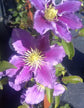 Clematis Piilu Little Duckling - Live Plants in 4 Inch Growers Pots - Clematis Piilu Little Duckling - Starter Plants Ready for The Garden - Beautiful Violet and Pink Flowering Vine