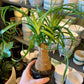 Ponytail Palm - Live Plant in a 4 Inch Growers Pot - Beaucarnea Recurvata - Beautiful Clean Air Indoor Succulent Houseplant