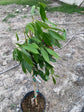 Brewster Lychee Tree - Live Tree in a 3 Gallon Pot - Litchi Chinensis &