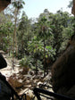 Carnavon Gorge Palm - Live Plants in 4 Inch Growers Pot - Livistona Nitida - Rare Ornamental Palms of Florida