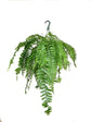 Macho Fern Hanging Basket - Live Plant in an 8 Inch Pot - Nephrolepis Biserrata - Beautiful Indoor Air Purifying Fern