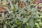 Okinawa Spinach - Live Starter Plants - Gynura Crepioides - Grow Your Own Vegetables and Fruit in The Garden or Patio