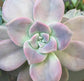 California Sunset Succulent - Live Starter Plants in 2 Inch Pots - Graptosedum Purple - Beautiful Indoor Outdoor Succulent Houseplant (3 Plants)