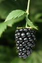 Blackberry Plant - Live Plants in 2 Inch Pots - Rubus - Fruit Trees for The Patio and Garden