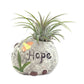 Zen Harmony Air Plant Set - Live Air Plants in Decorative Pots - Hope | Dream | Imagine - Cactus | Succulent | Air Plant - A Symbol of Serenity and Natural Beauty (3 Pack)