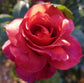 Hot Cocoa Rose Bush - Live Starter Plants in 4 Inch Pots - Beautifully Fragrant Rose from Florida - A Versatile Beauty with a Rich Fragrance