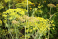 Dill Plant - Live Plants in 4 inch Pot - Indoor Outdoor Edible Herbs for Kitchen Garden