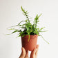 Dragon Tail Plant - Live Plant in a 4 Inch Pot - Rhaphidophora Decursiva - Extremely Rare Florist Quality Plants from Florida