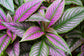 Persian Shield Plant - Live Starter Plants in 2 Inch Pots - Strobilanthes Dyerianus - Rare Indoor Outdoor Houseplant