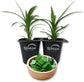 Pandan Plant - 2 Live Tissue Culture Starter Plants - Pandanus Amaryllifolius - Fragrant Flavor Sweet Edible Leaves
