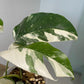 Variegated Albo Pothos - Live Plant in a 4 Inch Pot - Epipremnum Pinnatum Variegata - Extremely Rare and Beautiful Vining Indoor Houseplant - Air Purifying