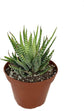 Artisan Grown Haworthia Succulent Collection – 5 Live Haworthia Plants in 4 Inch Pots – Growers Choice - Hand-Picked for Beauty – Perfect Plant Assortment for Indoors or Outdoors