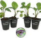 Black Bat Flower - Live Starter Plants in 2 Inch Pots - Tacca Chantrieri - Not in Bloom When Shipped - Extremely Rare and Exotic Flowering Plant